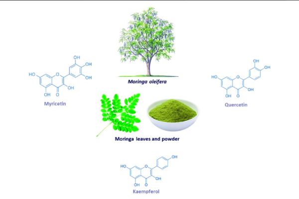 The-Moringa-oleifera-plant-including-the-chemical-structures-of-some-of-its-major